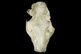 Fossil Oreodont (Merycoidodon) Skull - Wyoming #174372-2
